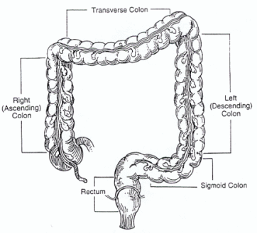 POLYPS THE COLN&RECTUM